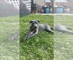 Small #5 Mutt