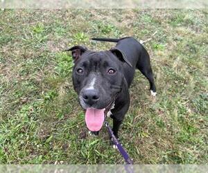 American Pit Bull Terrier-Unknown Mix Dogs for adoption in McKinleyville, CA, USA