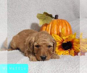 Goldendoodle Puppy for sale in AIKEN, SC, USA