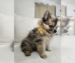 Small Photo #12 Pomeranian Puppy For Sale in BRONSON, MI, USA