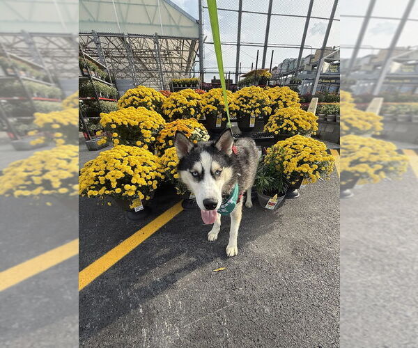Medium Photo #9 Siberian Husky Puppy For Sale in Shermans Dale, PA, USA