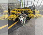 Small #8 Siberian Husky