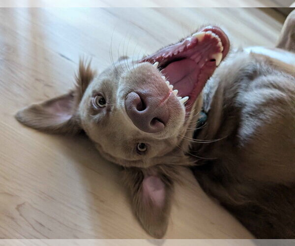 Medium Photo #4 Goldmaraner Puppy For Sale in Fort Worth, TX, USA