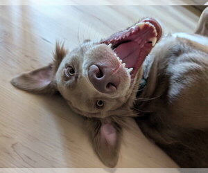 Charlie Chaplin - Male Goldmaraner Dog for Adoption - Photo #4
