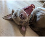 Small Photo #4 Goldmaraner Puppy For Sale in Fort Worth, TX, USA