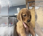 Small Photo #4 Golden Retriever Puppy For Sale in SUFFOLK, VA, USA