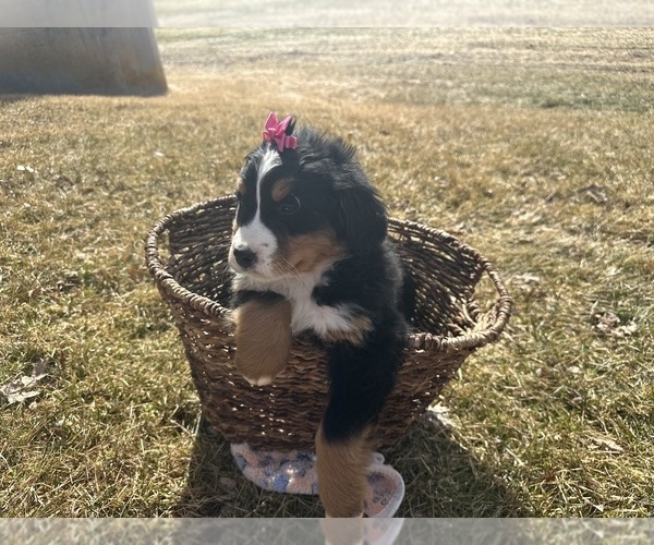 Medium Photo #7 Bernese Mountain Dog Puppy For Sale in ATHENS, WI, USA