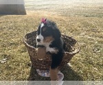 Small #6 Bernese Mountain Dog