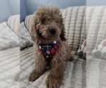 Small Photo #10 Goldendoodle (Miniature) Puppy For Sale in DURHAM, CT, USA