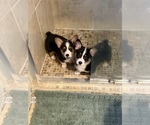 Small #6 Pembroke Welsh Corgi