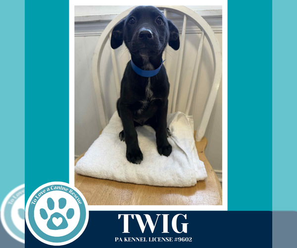 Medium Photo #3 Border Collie-Unknown Mix Puppy For Sale in Kimberton, PA, USA