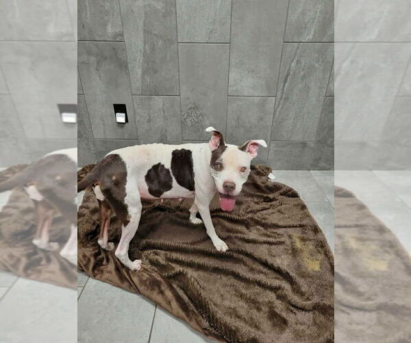 Medium Photo #8 Boxer-Unknown Mix Puppy For Sale in New York, NY, USA