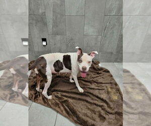 Marge (TX) - Female Boxer-Unknown Mix Dog for Adoption - Photo #8