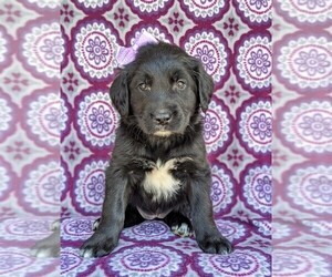Border Collie-Golden Retriever Mix Puppy for sale in KIRKWOOD, PA, USA