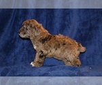Small #4 Poodle (Toy)