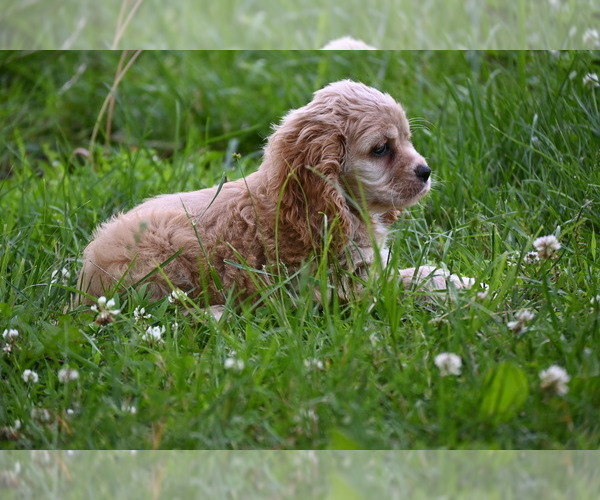 Medium Photo #21 Cocker Spaniel Puppy For Sale in AVALON, MO, USA