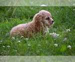 Small #20 Cocker Spaniel