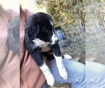 Small Photo #1 Australian Shepherd Puppy For Sale in BELMONT, VT, USA