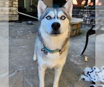 Small #1 Siberian Husky