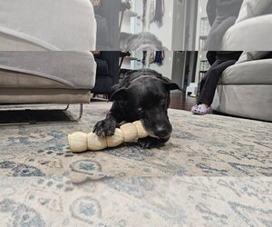 Great Dane-Labrador Retriever Mix Dogs for adoption in Miami, FL, USA