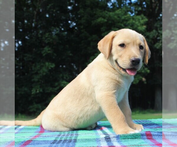 Medium Photo #6 Labrador Retriever Puppy For Sale in GREENCASTLE, PA, USA