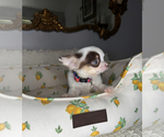 Small #6 Chihuahua
