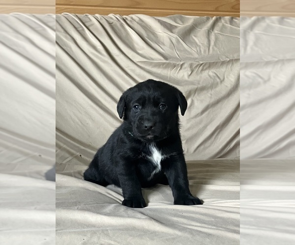 Medium Photo #1 Labsky Puppy For Sale in CANFIELD, OH, USA