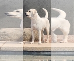 Small #12 Labrador Retriever