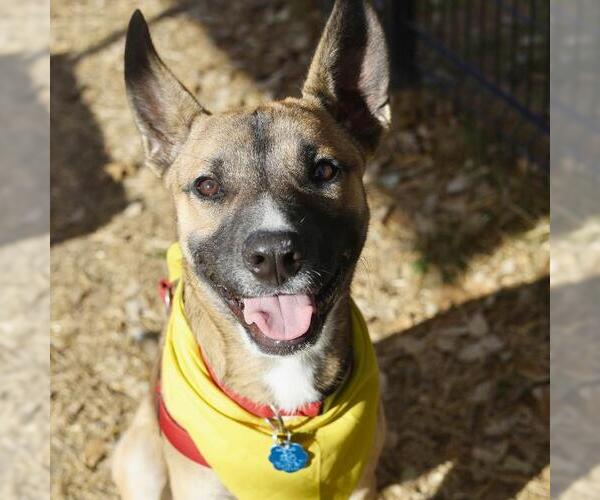 Medium Photo #2 German Shepherd Dog-Pointer Mix Puppy For Sale in San Antonio, TX, USA