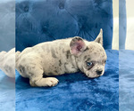 Small Photo #49 French Bulldog Puppy For Sale in NEW YORK, NY, USA