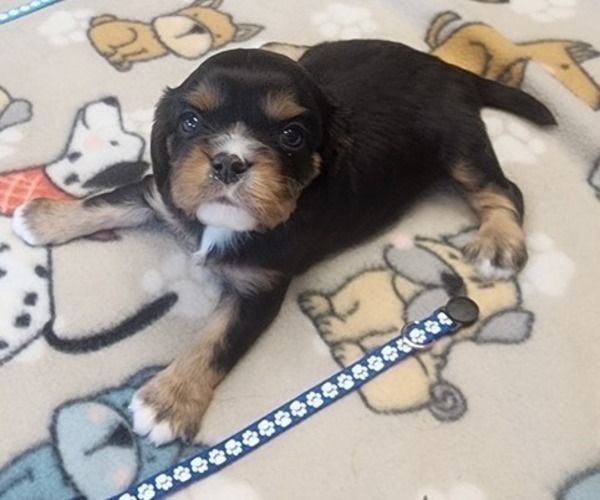 Medium Photo #8 Aussalier Puppy For Sale in ATHOL, ID, USA