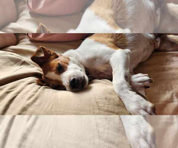 Medium Photo #15 Mutt Puppy For Sale in Philadelphia, PA, USA