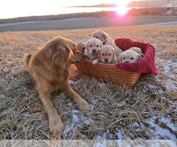 Medium Photo #2 Golden Retriever Puppy For Sale in PRINCEVILLE, IL, USA