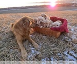 Small #1 Golden Retriever