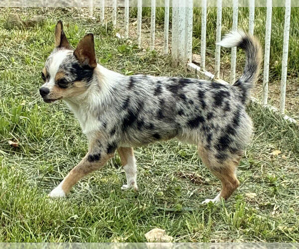 Medium Photo #4 Chihuahua Puppy For Sale in NEWVILLE, PA, USA