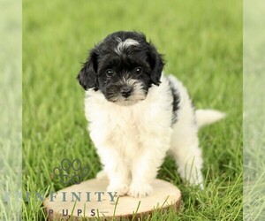 Poovanese Puppy for sale in RONKS, PA, USA