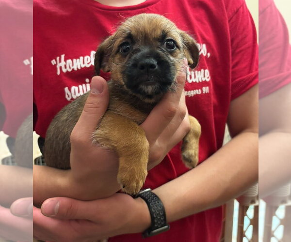 Medium Photo #2 Pominese Puppy For Sale in Grafton, WI, USA