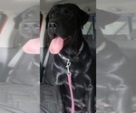 Small Photo #1 Labrador Retriever Puppy For Sale in OLYMPIA, WA, USA