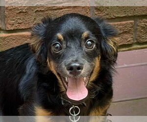 Cavalier King Charles Spaniel-Dachshund Mix Dogs for adoption in Cookeville, TN, USA