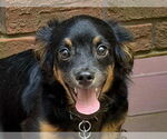 Small Cavalier King Charles Spaniel-Dachshund Mix