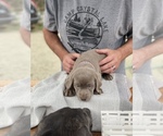 Small Photo #10 Labrador Retriever Puppy For Sale in ELMA, WA, USA