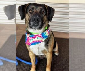 German Shepherd Dog-Unknown Mix Dogs for adoption in Springdale, PA, USA