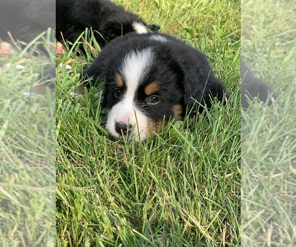 Medium Photo #8 Bernese Mountain Dog Puppy For Sale in RICHFIELD SPRINGS, NY, USA