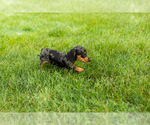 Small #5 Dachshund