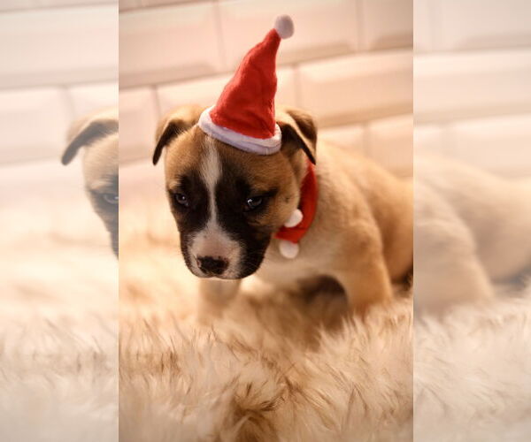 Medium Photo #3 Bulldog-Unknown Mix Puppy For Sale in Duluth, MN, USA