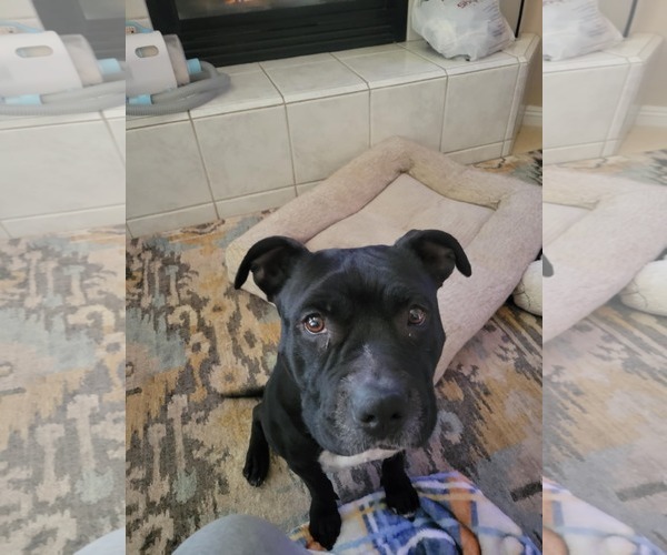 Medium Photo #3 Staffordshire Bull Terrier-Unknown Mix Puppy For Sale in Chandler, AZ, USA