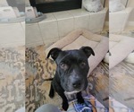 Small #2 Staffordshire Bull Terrier Mix