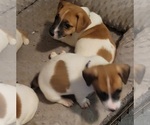 Small #1 Russell Terrier