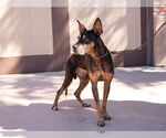 Small Photo #12 Doberman Pinscher-Unknown Mix Puppy For Sale in Lake Forest, CA, USA