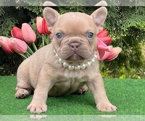 French Bulldog Puppy for sale in BOSTON, MA, USA